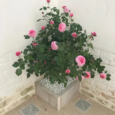 Nido Di Pietra-dimora In Centro 4* アルベロベッロ