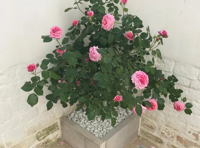 Nido Di Pietra-dimora In Centro 4* Alberobello